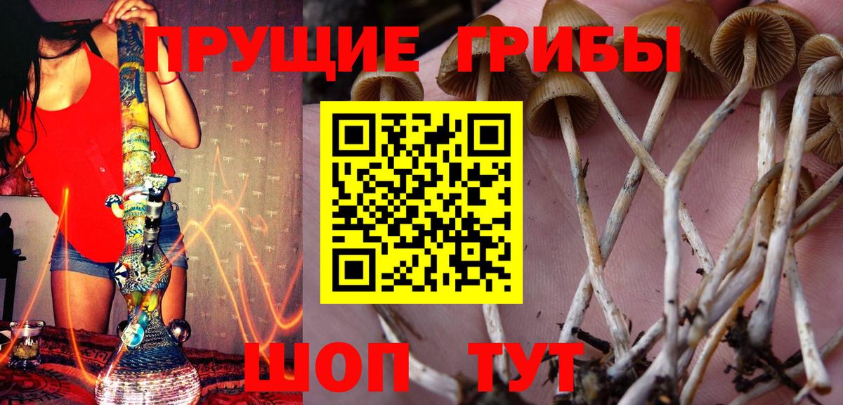 Галлюциногенные грибы Psilocybe Менделеевск